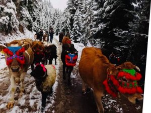 Yaylacıların Dönüşü Renkli Görüntüler Oluşturdu