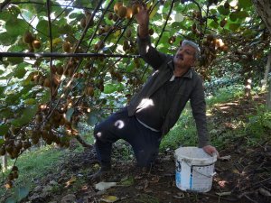 İnatçı Karadenizli Yamaçta Kivi Bahçesi Kurdu