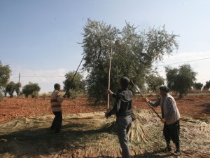 Kilis’te Zeytin Hasadı Erken Başladı