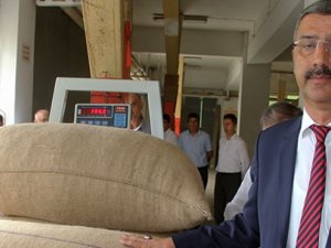 Fiskobirlik Serbest Piyasanın Üzerinde Fındık Alımlarını Sürdürüyor