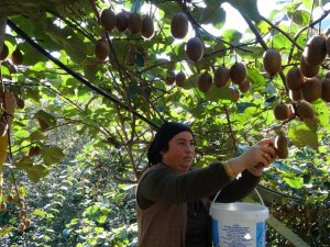 Türkiye’nin En Fazla Kivi Üretilen 2. İlinde Hasat Zamanı