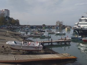 Karadeniz’de Hamsi Bolluğu Yaşanıyor