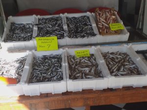 Hamsi Fiyatı Karadeniz’de 7 Tl’ye Düştü