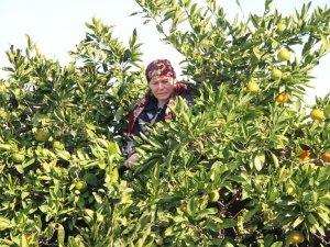 Mandalinada Rekolte Düşük, Fiyatlar Artacak