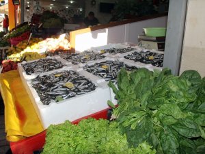 Hamsi Alana Ispanak Bedava