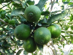 Bu Limonun Kilosu Bahçede 10, Markette 45 Lira