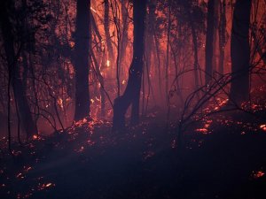 Avustralya’da Korkutan Orman Yangınları