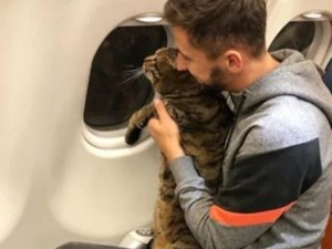 Tombul Kedi Uçağa Alınmayınca Sahibi Başka Kediyi Tarttırdı