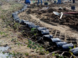 Giresun’da 115 Bin Fidan Toprakla Buluştu