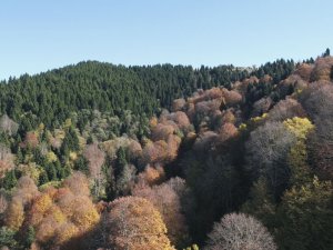 Karadeniz Yaylalarında Sonbahar
