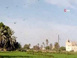 Pakistan’da Çekirge İstilası