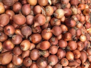 Bangladeş’te Soğan Krizi