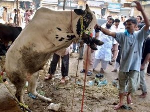 İneğin Dışkısından Sabun, İdrarından Kozmetik Ürün Yapılacak