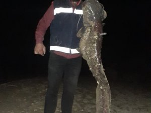 İki Atışta 55 Kilogramlık 2 Yayın Balığı Yakaladı