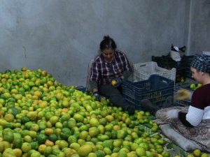 Samandağ Mandalinasında İhracat Başladı