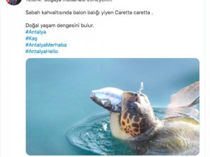 Validen Balon Balığı Yiyen Caretta Caretta Paylaşımı