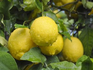 Lamas Limonu Coğrafi İşaret Tescil Belgesi Aldı