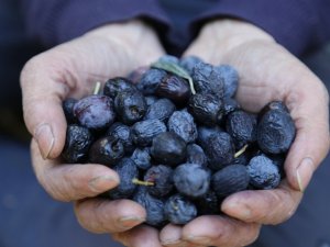 Bu Zeytin Türkiye’nin Kuzeydoğusu’nun En Uç Noktasında Yetişiyor