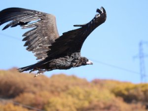 Nesli Tehlike Altında Olan Kara Akbaba Erzincan’da Görüntülendi
