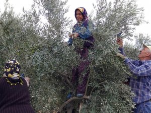 Ermenek’te Zeytin, Yöre Halkının Umudu Oldu