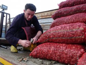 Deniz Ürünleri İhracatında Önemli Bir Yer Tutan Deniz Salyangozu Balıkçıların Gelir Kaynağı Oldu