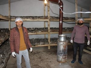 Köse’nin İlk Mantar Tesisini Kurdu, İlk Hasatta Yarım Ton Ürün Aldı