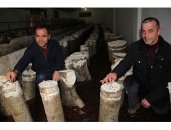 Fındığa Göre Maliyeti Az, Geliri Yüksek