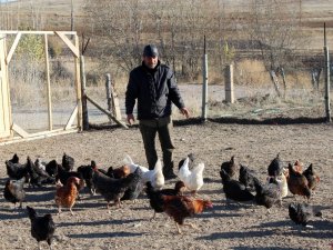 Emekli Oldu, ‘Boş Durmak Bana Göre Değil’ Diyerek Tavuk Çiftliği Kurdu
