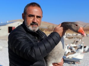Van’da Yetiştirilen Kazlara İran Ve Kuzey Irak’tan Talep