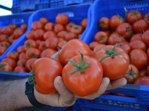 Rusya, Türk Domatesini Yine Geri Gönderdi