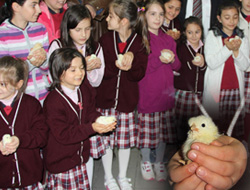 Rize'de Okulda Civciv Üretiyorlar