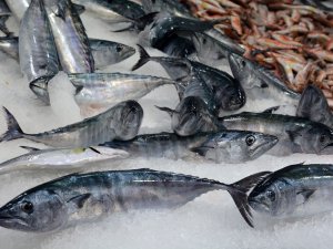 Hamsi Bolluğu Var, Palamut İse 25 Tl