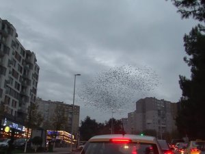 Sığırcıkların İstanbul Semalarında Görsel Şöleni