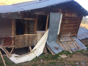 Artvin’de Yayla Evlerine Ayı Baskını