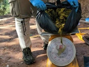 Geyiğin Midesinden 7 Kilogram Çöp Çıktı