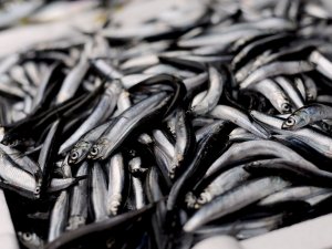 Giresunlu Balıkçılardan “Av Yasağı Eylül’de Değil Ekim’de Kalksın” Önerisi