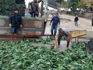 "Yeşil Altın"da Buruk Hasat