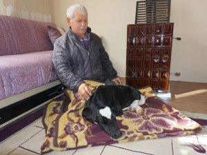 Buzağıyla Aynı Oda Da Yaşıyorlar