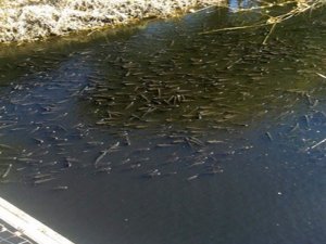 Balıklar Siyaha Bürünen Derede Yok Olma Tehlikesiyle Karşı Karşıya