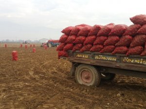 Patates Üreticisi Fiyattan Memnun Değil