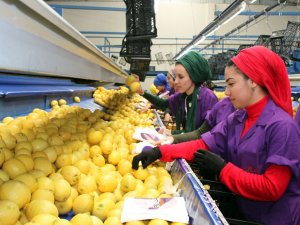 Türk Narenciyesi İlk Kez Uruguay Pazarına Giriyor