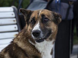 Ölen Sahibinin Dönmesini 9 Yıl Bekleyen Köpek: Kırım’ın Haçiko’su
