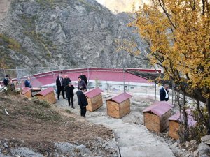 Artvin’de Sokak Hayvanları Kayıt Altına Alınıp Kısırlaştırılacak