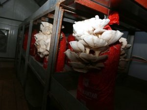 Artvin’de Tam Otomasyonlu Kayın Mantarı Üretimi