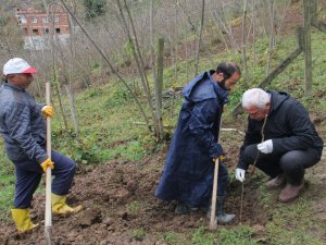 Trabzon’da 7 Bin Fındık Fidanı Tek Gövdeli Dikildi