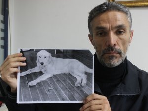Dedektif Gibi İz Sürüp Kaybolan Köpeğini Amerika’da Buldu