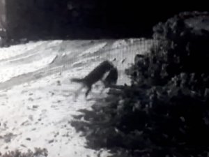 Aç Kurtlar Köye İnip Köpeğe Saldırdılar