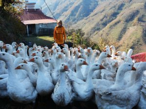 Kaz Yetiştiricisi Üniversite Mezunu Genç Kız