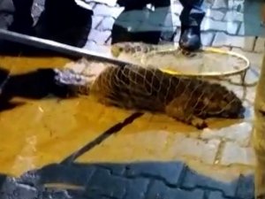 Su Samuru Şehre İndi