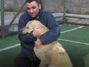 Sokak Köpeğini Sopayla Kovalarken Çekilen Görüntüleri Sosyal Medyada Yayılınca Önce Köpekten Sonra Herkesten Özür Diledi